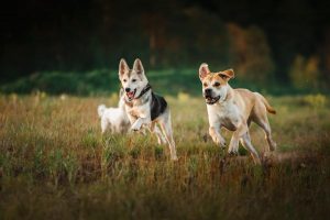 promenade collective chiens